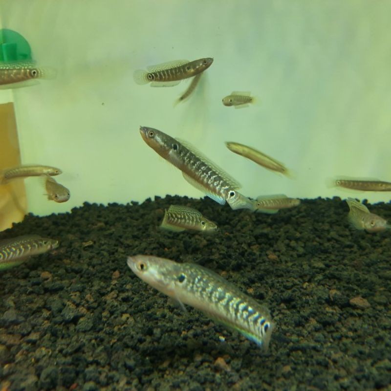Hiasan Channa Asiatica ws size 6-7 cm gondrong