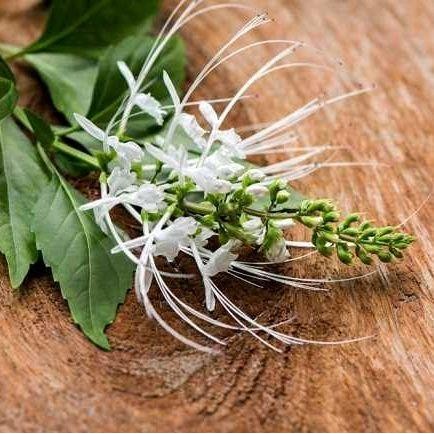 

Daun Kumis Kucing Asli Segar 1 Kg Herbal Alami