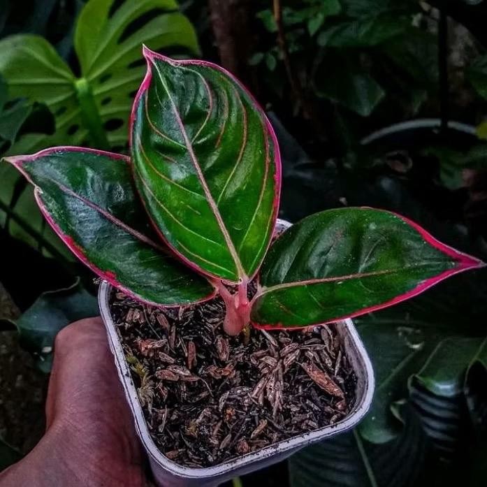 Anakan Aglonema minion terbaru