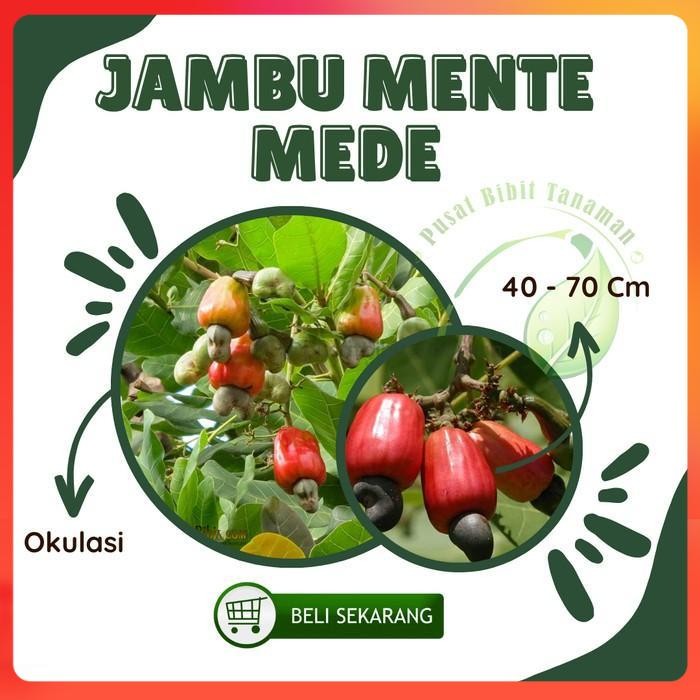 Bibit Jambu Monyet Tanaman Pohon