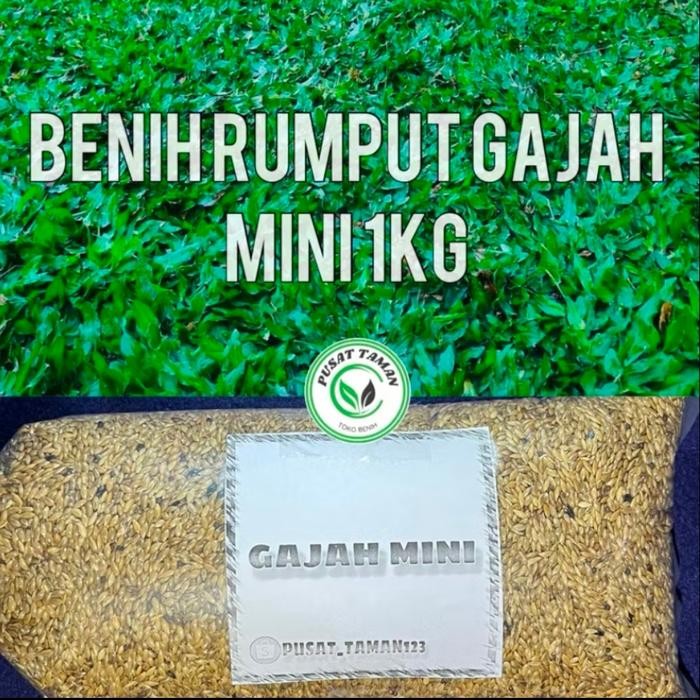1kg/benih rumput gajah mini/rumput gajah