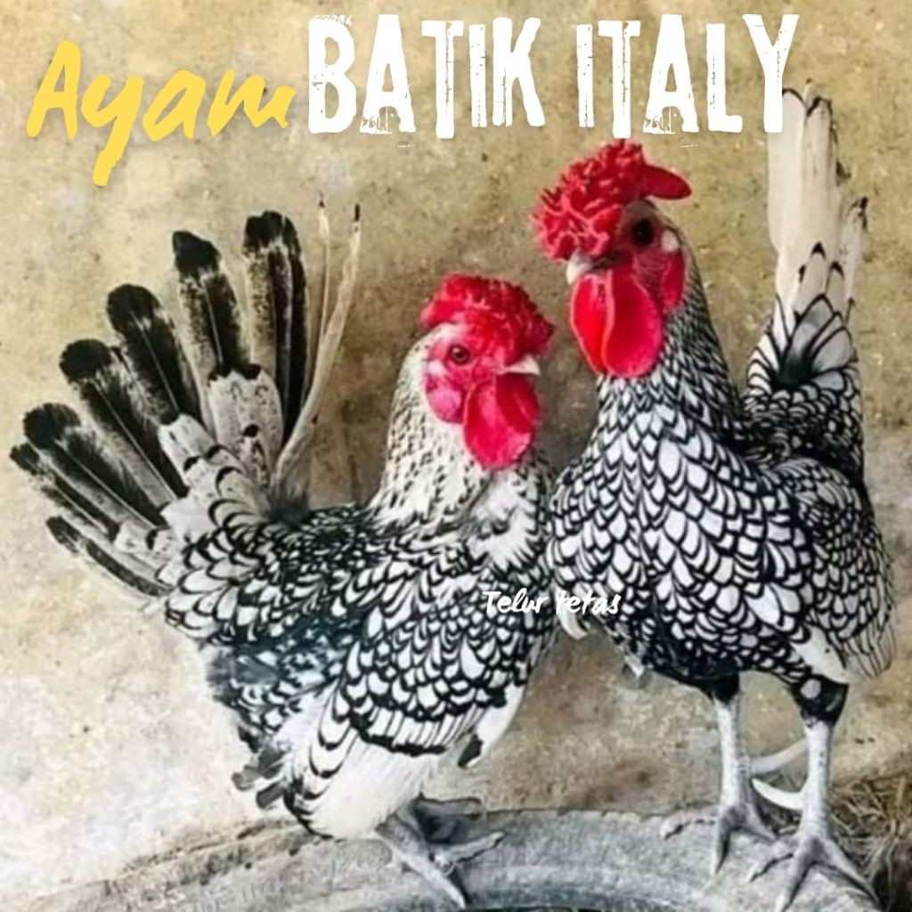 

telur ayam batik italy asli bisa untuk di tetaskan
