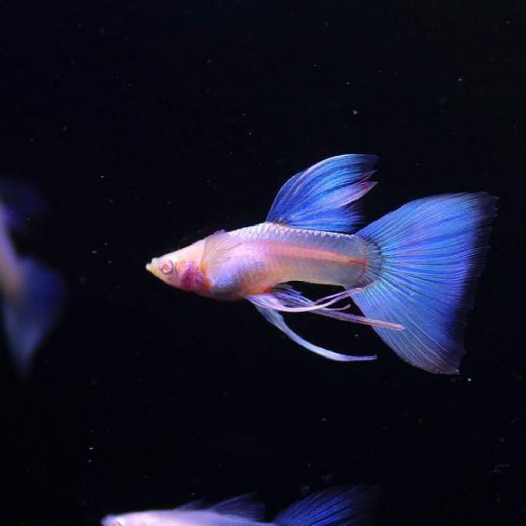 Grade A+ ( Guppy Sky Blue Ribbon Fin C ) 1 pasang