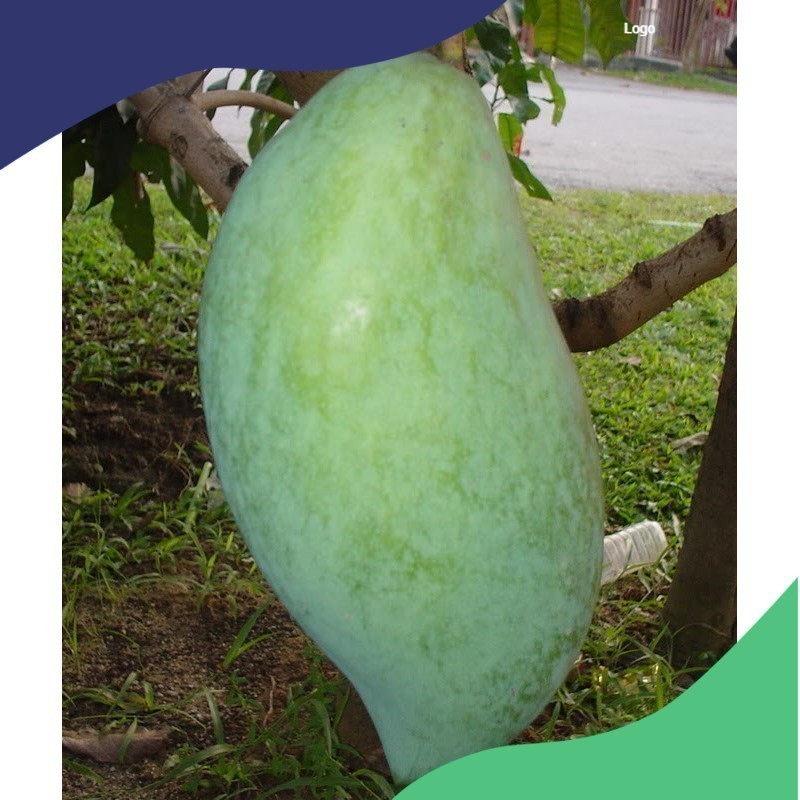 Bibit MANGGA  MAHATIR OKULASI