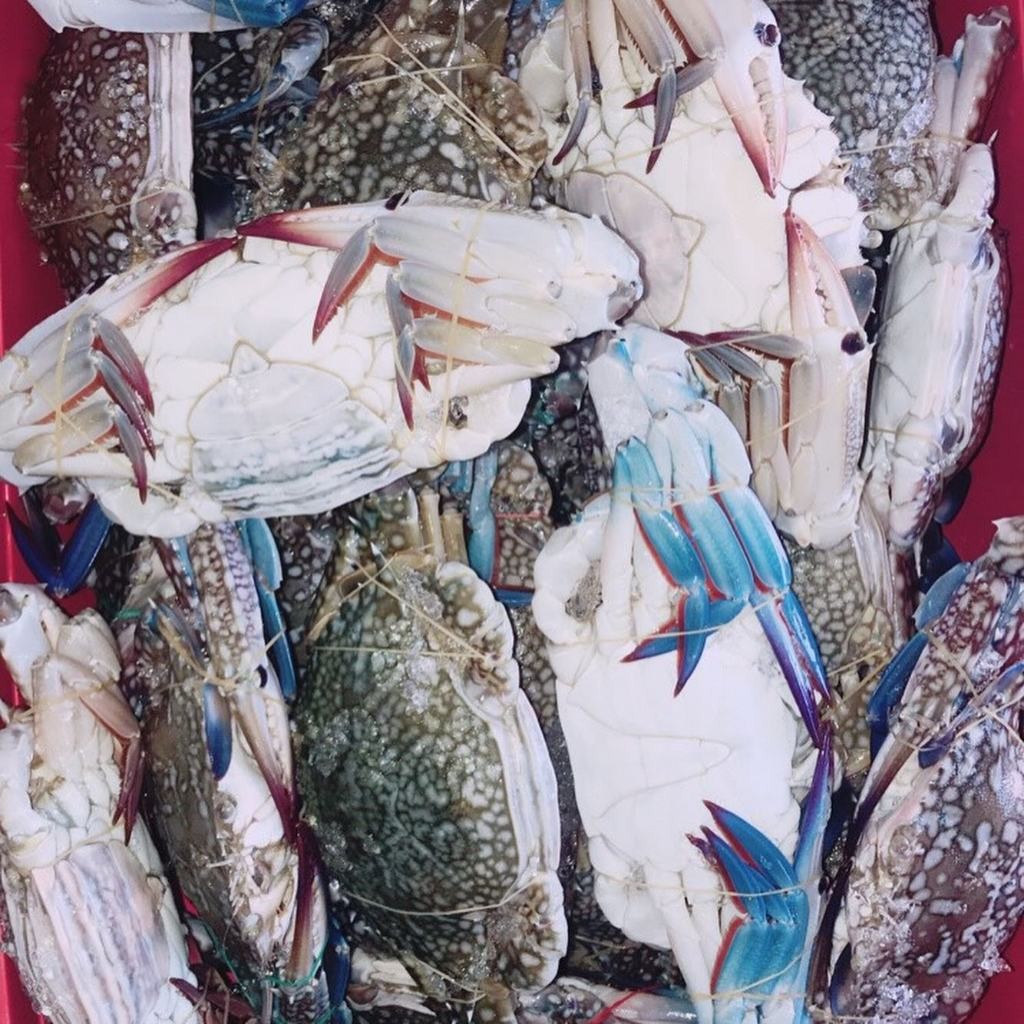 

Kepiting Rajungan Segar Kepiting Rajungan Fresh Frozen 1Kg Ikan Segar Konsumsi