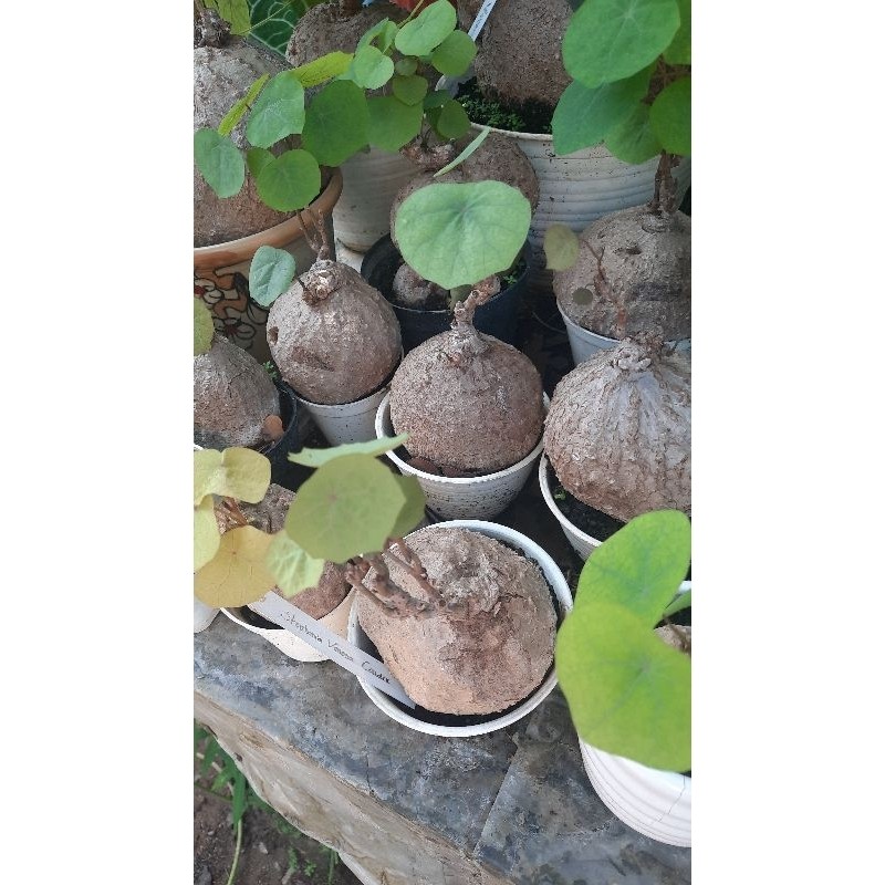 NEW PRODUK tanaman hias unik caudex stephania venosa bukan stephania erecta Diameter 7 - 10cm TERLAR