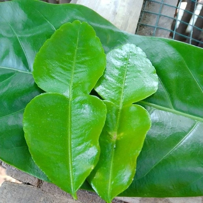 

Segar 50x Daun Jeruk Purut Langsung petik