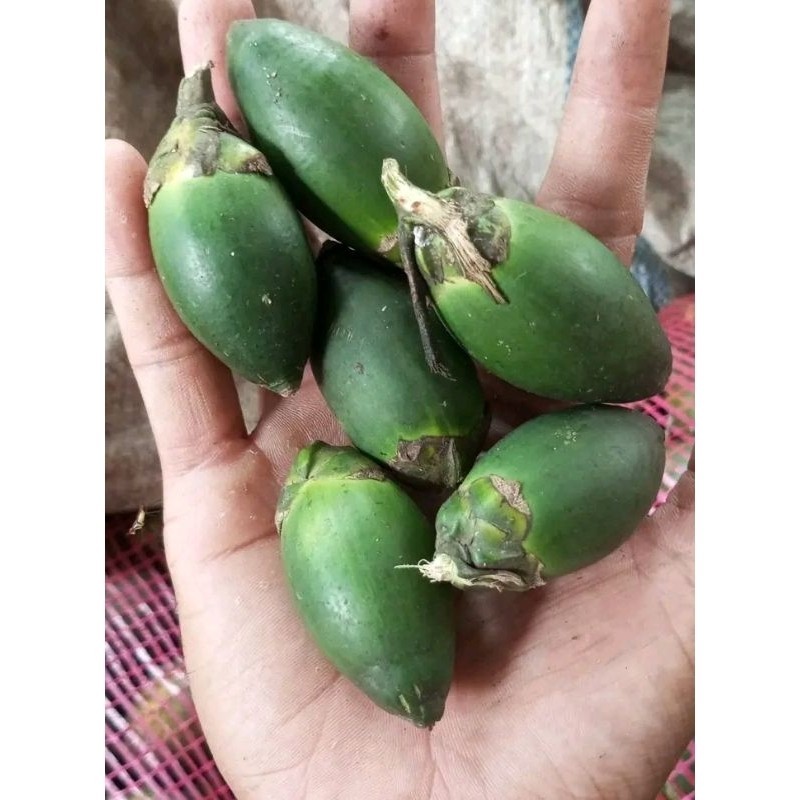 

Pinang Muda | Jambe Muda | Termurah 500 Gram