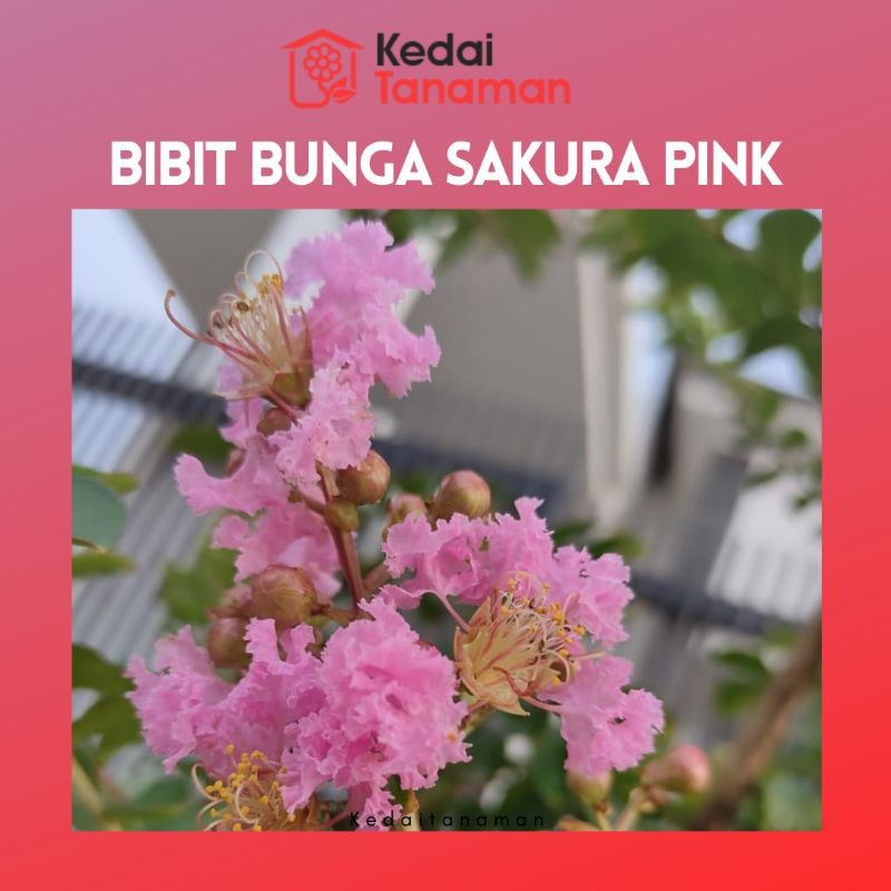 Tanaman Bibit Bunga Sakura Lokal Pink - Bunga Sakura Bungur Pink