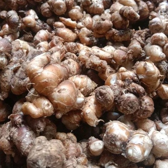 

KENCUR SEGAR ORGANIK FRESH 50 RAM