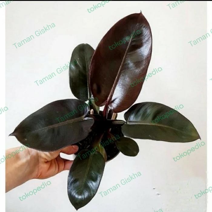 PHILODENDRON BLACK CARDINAL