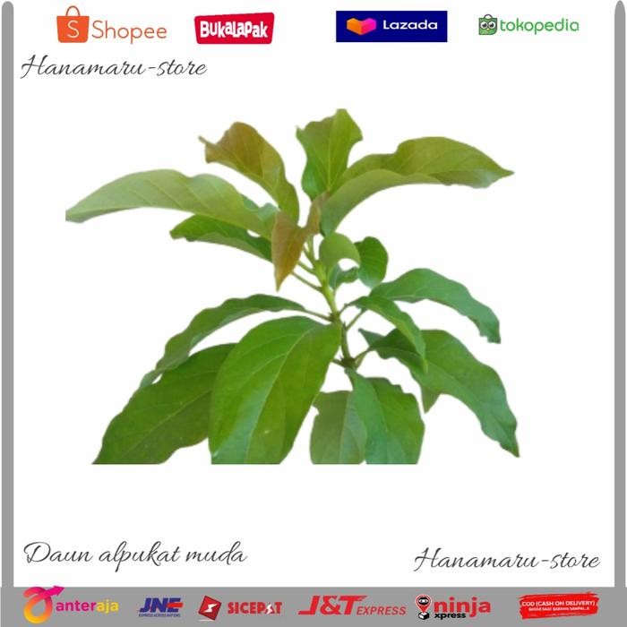 

DAUN ALPUKAT SEGAR l OBAT HERBAL DAUN AlPUKAT OBAT PENYAKIT 100gram