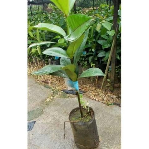 BIBIT MANGGIS BIJI KECIL, TANAMAN BUAH MANGGIS BIJI KECIL ASLI tanaman berkualitas