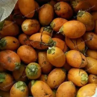 

Ready stok buah pinang tua 1kg segar baru dipetik