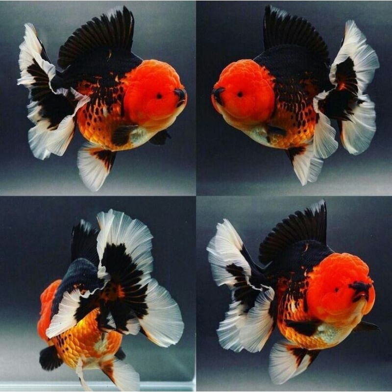 koki tri color/panda SEPASANG JOSJIS UKURAN 9-12 CM