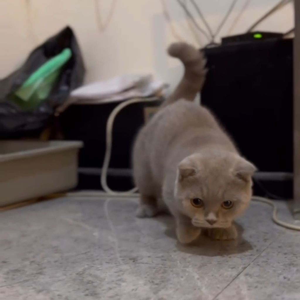 kitten bsh munchkin gaelic jantan lilac | kucing bsh munchkin jantan lucu