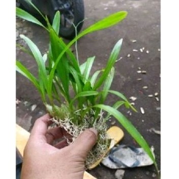 Tanaman hias bulbo mini 3 pcs' anrek eria