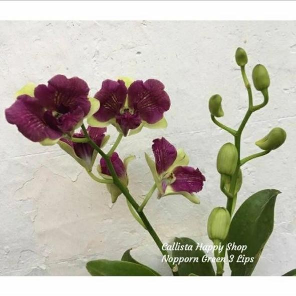 Anggrek Dendrobium Nopporn Gold 3 Lips