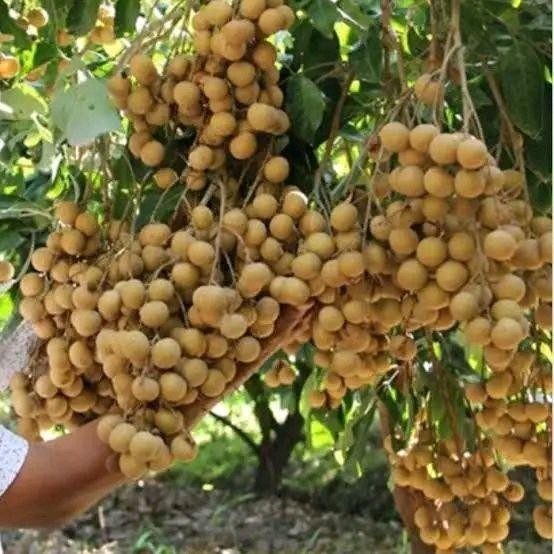 Pohon Kelengkeng New Kristal / Bibit Tanaman Kelengkeng Unggul