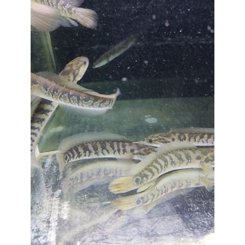 RECOMENDED ASIATICA RSWS SIZE 20-25CM cocok untuk display dan pair bonus stiker TERLARIS