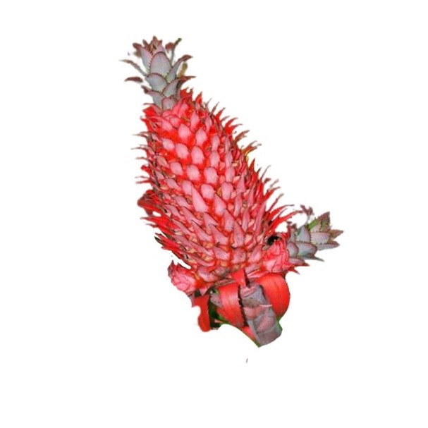 

Segar Nanas Muda Obat Pelancar Haid dijual per buah