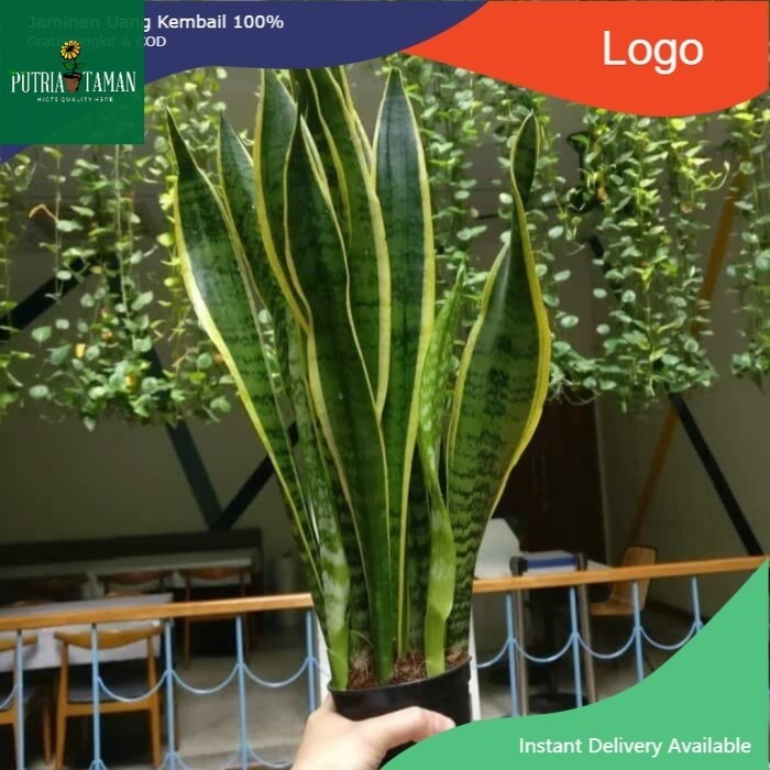 tanaman hias sansivera lidah mertua tinggi 1 meter