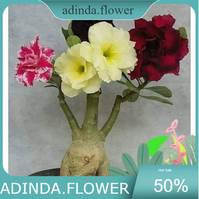Tanaman hias bunga adenium tumpuk 4 warna / bunga Kamboja jepang tumpuk adenium