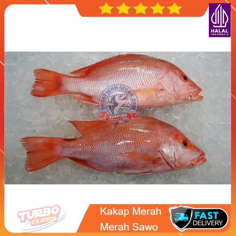 

KAKAP MERAH / MERAH SAWO 1KG KUALITAS EKSPOR SEGAR FRESH PREMIUM