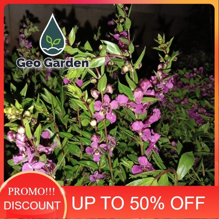 bibit tanaman hias lavender angelonia - Angela - bunga pink - asli