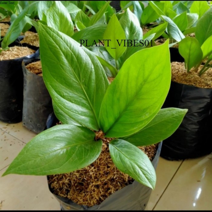 Tanaman hias Anthurium jemani cobra mangkok - Anthurium kobra mangkok