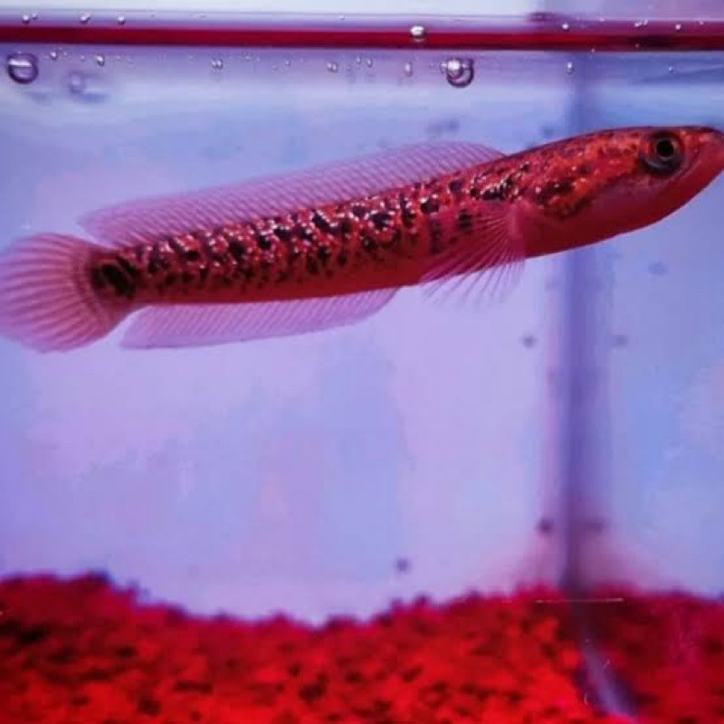 Asiatica rsp kalimaya grade A+ original 9-10cm