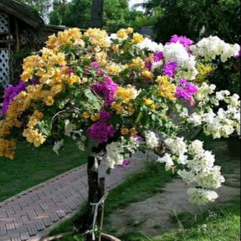 bunga Bougenville 3 warna batang besar (COD)