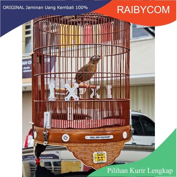 Burung Wambi besar import Wambie bahan prospek jantan betina Hwa Mei Big Hwambi Premium