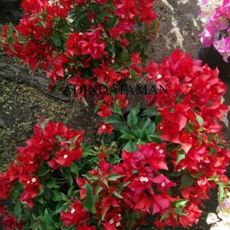 A.T. Bougenville Merah - Tanaman Hias Bougenville Merah