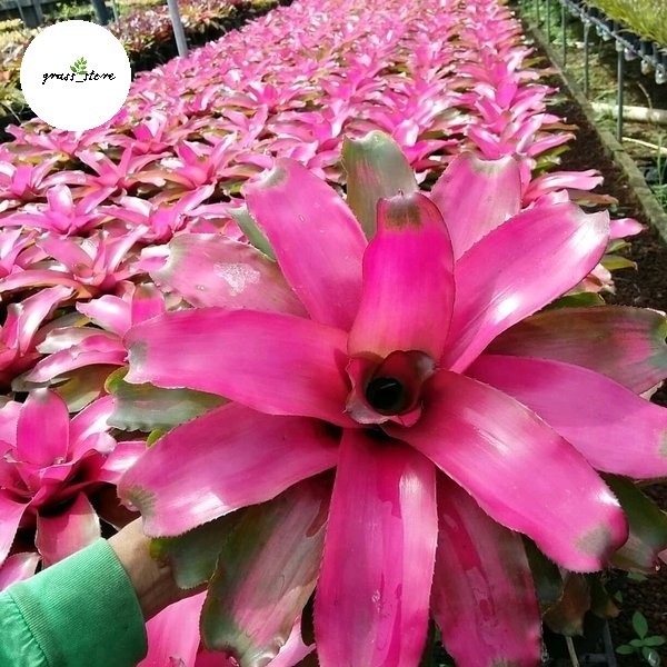 Tanaman Hias Bromelia - Tanaman Bromelia Pink - Bromelia pink