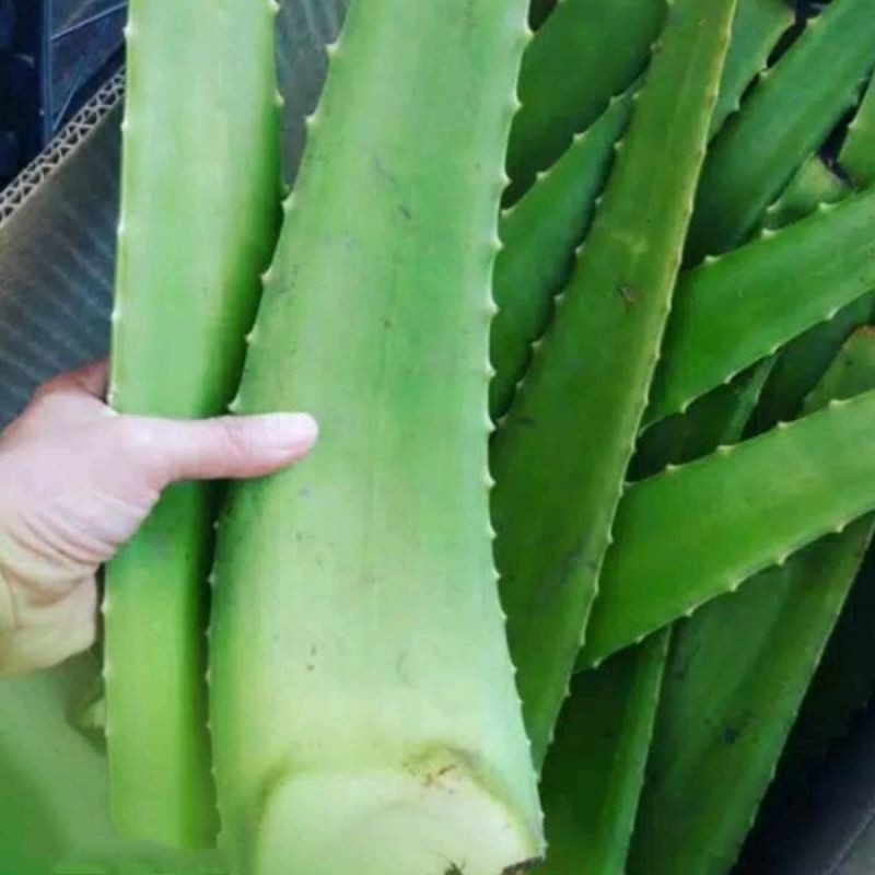 

PAKET 1KG PELEPAH SEGAR LIDAH BUAYA JUMBO