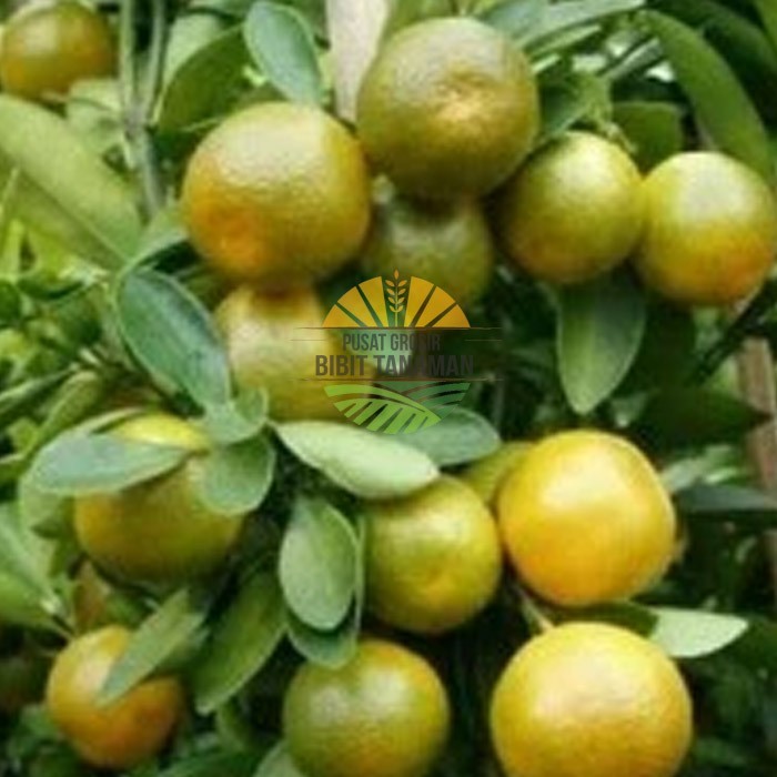 bibit jeruk keprok siam pontianak