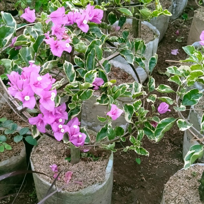 MURAH tanaman hias bugenvile varigata - bugenvile bonsai varigata - bonsai