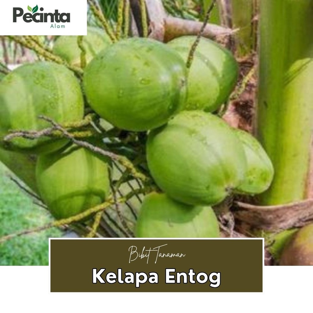 Bibit Kelapa entok entog asli tanaman hidup