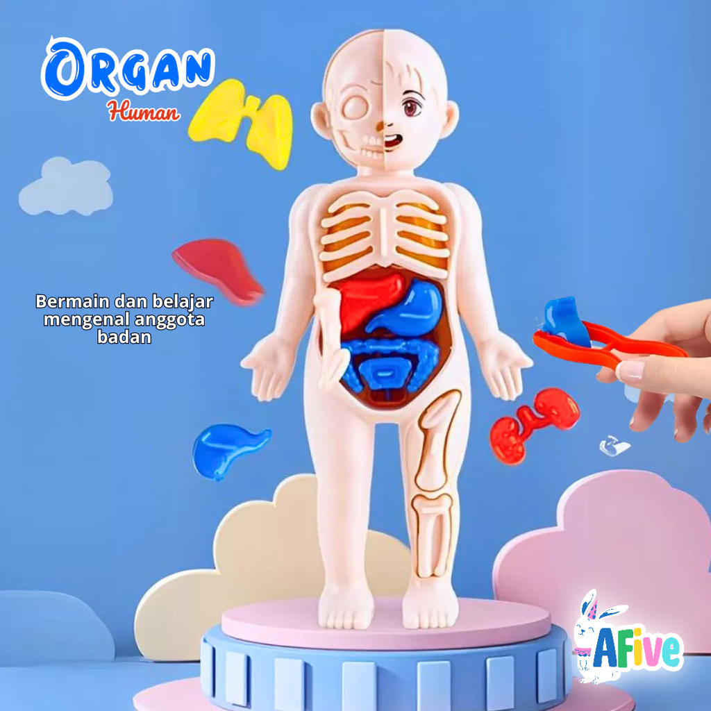 [AFive] Mainan Edukasi Model Anatomi Tubuh Manusia Organ Dalam Susun Pinset Belajar Logika Anak