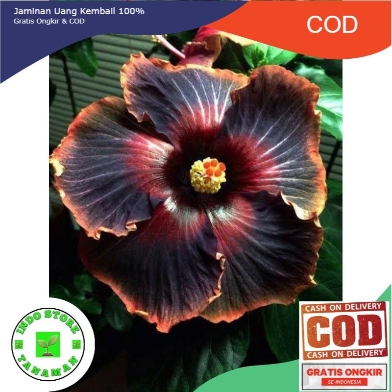 PROMO TANAMAN HIAS HIBISCUS BUNGA SEPATU// BLACK CARDINAL (COD)