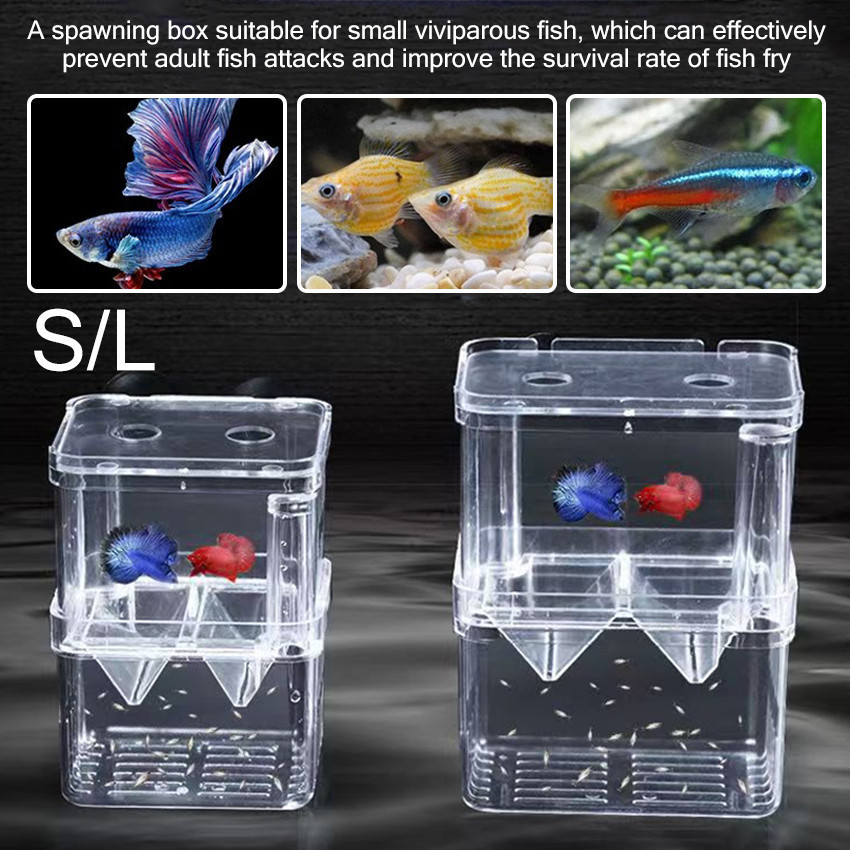 Box Karantina Ikan Besar Kecil Akrilik Aklamasi Aquarium Breeding Cupang Guppy Portable Multifungsi