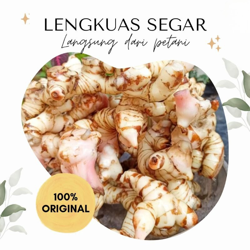 

Lengkuas / Laos Segar 1kg