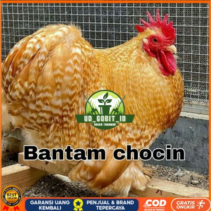 

Telur ayam hias bantam chocin fertil ditetaskan - bantam chocin UD_GOBIT_ID