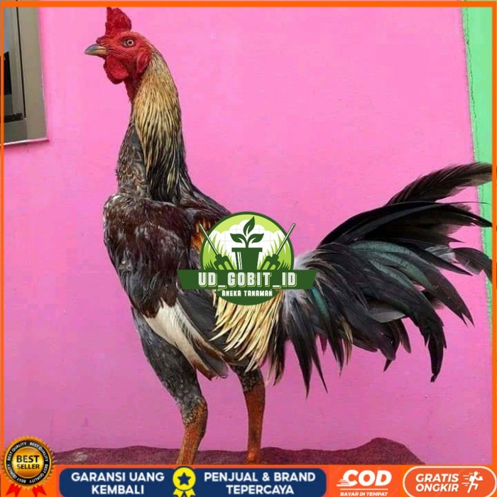 

Telur ayam bangkok pama mangon petarung fertil untuk ditetaskan UD_GOBIT_ID
