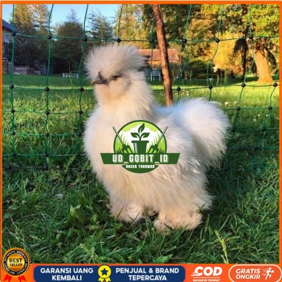 

Telur ayam kapas hias fertil asli siap ditetaskan - ayam kapas UD_GOBIT_ID