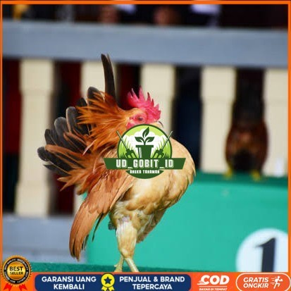 

Telur ayam serama kate lokal telur ayam hias telur fertil siap tetas UD_GOBIT_ID