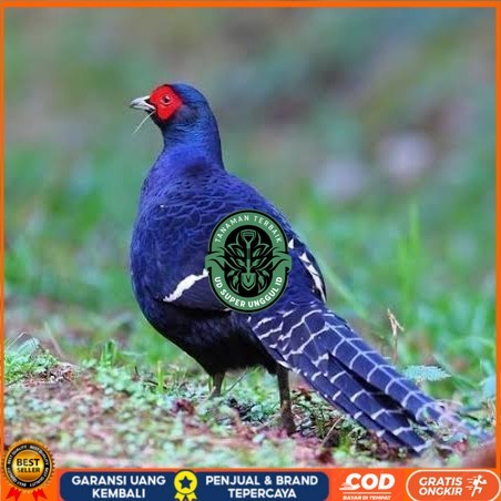 

Telur ayam hias ringneck mikado pheasant fertil siap ditetaskan Langsung UD_SUPER_UNGGUL_ID