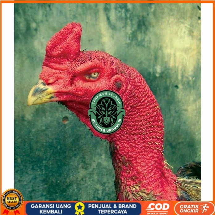 

telur ayam petarung saigon fertil asli siap ditetaskan - ayam saigon UD_SUPER_UNGGUL_ID