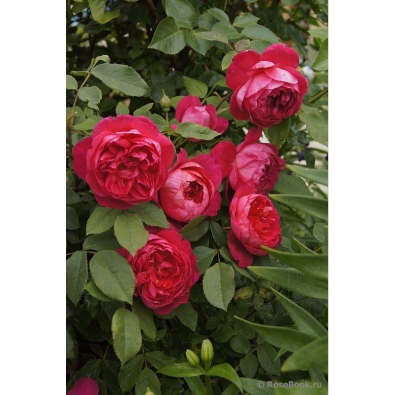 MAWAR IMPORT BENJAMIN BRITENN - tanaman bunga mawar import (dewasa)